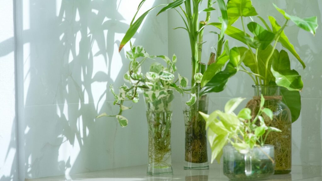 自然光を浴びる観葉植物